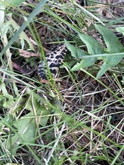 Semblis phalaenoides