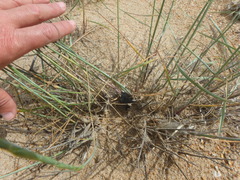 Thinopyrum bessarabicum