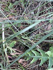 Semblis phalaenoides