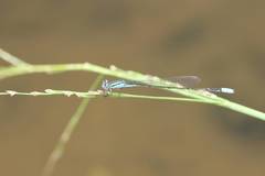 Aciagrion migratum