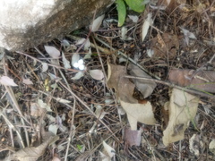 Tripogandra serrulata