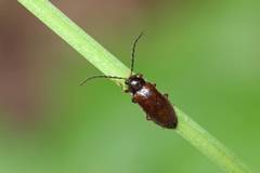 Pseudoepilichas niponicus