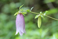 Campanula punctata hondoensis