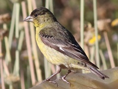 Spinus psaltria