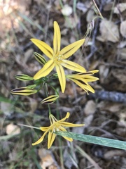 Triteleia