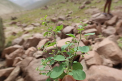 Andrachne microphylla