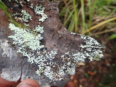 Notoparmelia testacea