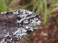 Notoparmelia testacea