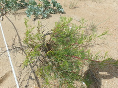 Artemisia arenaria