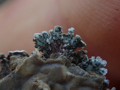 Physcia poncinsii