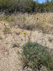 Hymenopappus filifolius lugens