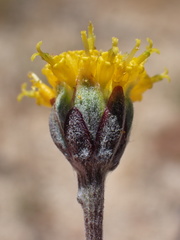 Hymenopappus filifolius lugens