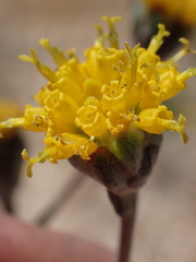 Hymenopappus filifolius lugens