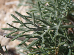 Hymenopappus filifolius lugens