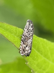 Cydia glandicolana