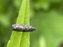 Cydia glandicolana