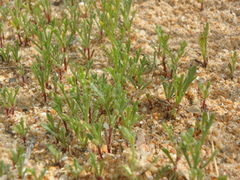 Artemisia arenaria