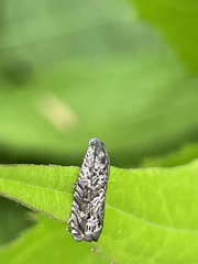 Cydia glandicolana