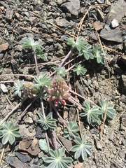 Lupinus constancei