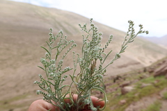 Johnstonella parviflora