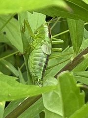 Tettigonia orientalis