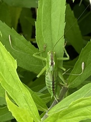Tettigonia orientalis
