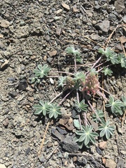 Lupinus constancei