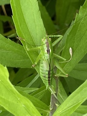 Tettigonia orientalis