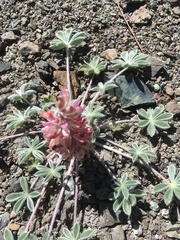 Lupinus constancei
