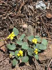 Viola purpurea integrifolia