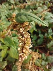 Amaranthus deflexus