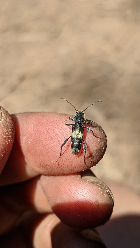 Clytus clitellarius