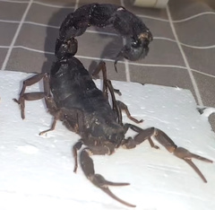 Parabuthus transvaalicus