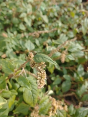 Amaranthus deflexus