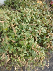 Amaranthus deflexus