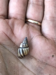 Drymaeus multilineatus