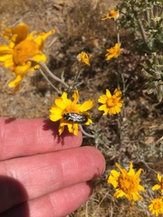 Acmaeodera hepburnii