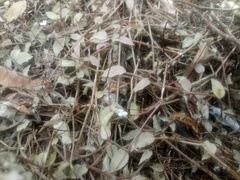 Tripogandra serrulata