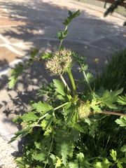 Laserpitium stevenii