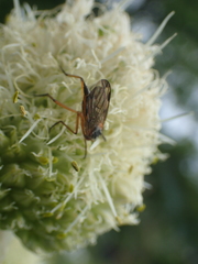 Xylophagidae