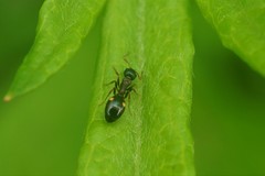 Dolichoderus sibiricus