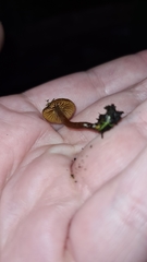 Basidiomycota