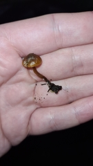 Basidiomycota