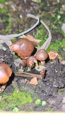 Basidiomycota