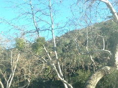 Phoradendron macrophyllum