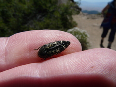 Acmaeodera hepburnii