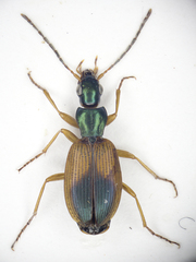 Anchomenus dorsalis