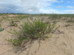 Artemisia arenaria