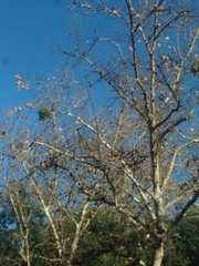 Phoradendron macrophyllum