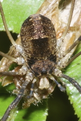 Forsteropsalis inconstans